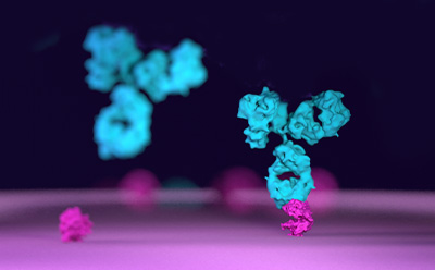 Screening and Selecting mAb Candidates 3D illustration of antibodies binding to antigen coated onto the surface of a plate