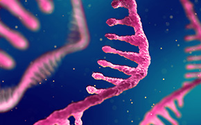 mRNA 研究产品 蓝色背景下的粉红色 RNA 链特写,展示了核糖核酸的复杂结构,核苷酸清晰可见,呈现三维立体感。