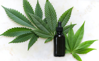 Cannabinoid CRMs: Testing Accuracy & Traceability Cannabis leaves and a bottle.