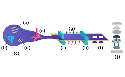 Schematic of the electrode fabrication and 2032 coin cell assembly workflow showing (a) active material, (b) binder, (c) formulation, (d) conductive material, (e) mixing, (f) coating, (g) drying, (h) calendaring, (i) cutting, and (j) final assembly. Slurry preparation, coating, drying, calendaring, punching, and assembly steps of lab‑scale 2032 coin cell fabrication shown in schematic.