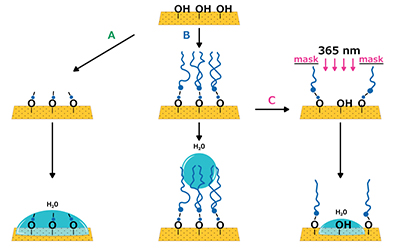 Schematic representation of self-assembled monolayer (SAM) surface modification. Panel A (Short Alkyl Chain Silanes): Create less ordered films suitable for biosensor spacing and molecular electronic junctions, enabling single-molecule device fabrication. Panel B (Long Alkyl Chain Silanes): Form dense, highly ordered, hydrophobic surfaces that enhance charge injection efficiency in OLEDs and provide durable, water-repellent industrial coatings. Panel C (Photopatterned Long Alkyl Chain Silanes): Used in nanolithography to create nanoscale patterns, which enables precise control of cell adhesion for advanced biomedical applications and patterned biosensing platforms. SAM modification: short chains for hydrophilic films, long chains for hydrophobic surfaces, photopatterned chains for nanoscale patterns.