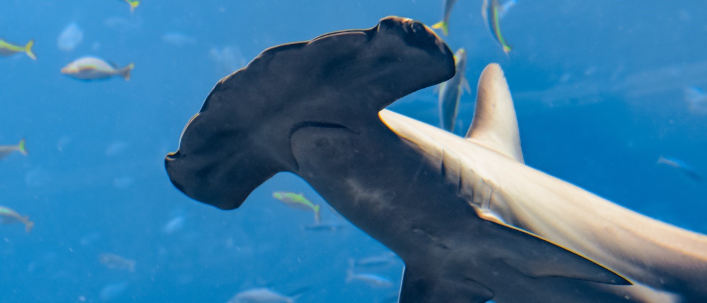 Hammerhead shark swimming in Hilo Bay