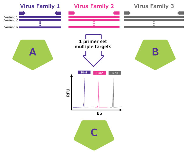 The Blazar™ rapid molecular platform is a viable alternative to in vitro detection assays A method for detecting multiple virus families using a single primer set. The image shows three virus families (Virus Family 1 in purple, Virus Family 2 in pink, and Virus Family 3 in grey), each with multiple variants. A single primer set targets multiple sequences from these virus families, shown by arrows pointing to a graph below. The graph displays relative fluorescence units (RFU) against base pairs (bp), with three distinct peaks (Bin1 in purple, Bin2 in pink, and Bin3 in grey) indicating the detection of each virus family. Divided into two sections labeled A and B, represented by green pentagons.