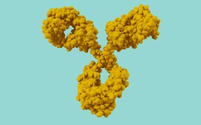 单克隆抗体的3D示意图。
