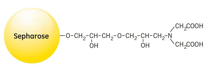A diagram of Sepharose, a yellow sphere labeled 'Sepharose,' connected to a chemical structure with repeating -O-CH2-CH2- units, hydroxyl (OH) groups, an amine (N) group, and two carboxylic acid (COOH) groups.