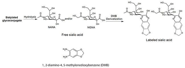 A chemical process diagram illustrating the derivatization of sialic acids with 1,2-Diamino-4,5-methylenedioxybenzene (DMB). On the left side, a molecule labeled as “Sialylated glycoconjugate” undergoes hydrolysis by an enzyme called “NANase” to produce “Free sialic acid”. This free sialic acid is then subjected to DMB derivatization, resulting in a molecule labeled as “Labeled sialic acid” on the right side. Below this process flow, the chemical structure of 1,2-Diamino-4,5-methylenedioxybenzene (DMB) is depicted. The image is relevant for demonstrating the chemical modification of sialic acids which can be important in biochemical analysis and research. A chemical process diagram illustrating the derivatization of sialic acids with 1,2-Diamino-4,5-methylenedioxybenzene (DMB). On the left side, a molecule labeled as “Sialylated glycoconjugate” undergoes hydrolysis by an enzyme called “NANase” to produce “Free sialic acid”. This free sialic acid is then subjected to DMB derivatization, resulting in a molecule labeled as “Labeled sialic acid” on the right side. Below this process flow, the chemical structure of 1,2-Diamino-4,5-methylenedioxybenzene (DMB) is depicted. The image is relevant for demonstrating the chemical modification of sialic acids which can be important in biochemical analysis and research.