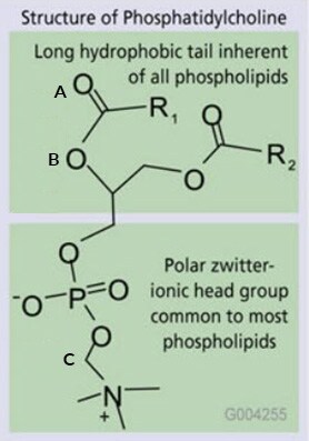 Phospholipids Co-Extract with Analytes of Interest Phospholipids Co-Extract with Analytes of Interest
