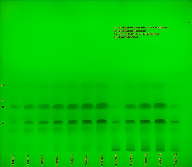 TLC plate under UV 254 nm showing labeled catechin bands A to D across tracks 1 to 12 for green tea extract 