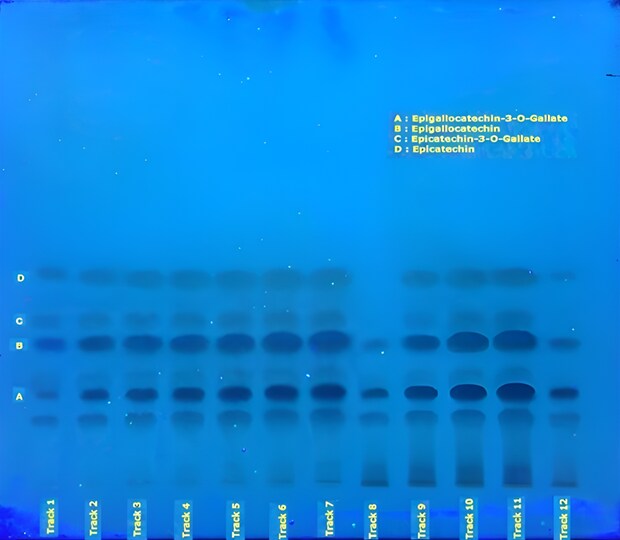 TLC plate under UV 366 nm showing fluorescent catechin bands labeled A–D across tracks 1–12 for decaffeinated green tea extract. 