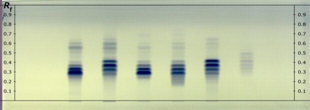 Developed HPTLC plate for a fixed oil sample A real developed HPTLC Silica Gel 60 RP18 F254 plate showing blue tracks labeled as 1, 2, 3, 4, 5, and 6 from left to right for different fixed oil samples