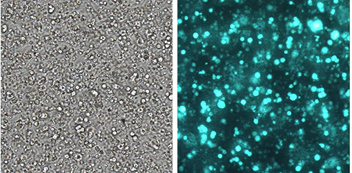 3D culture of human neural stem cells using PhotoHA 3D culture of human neural stem cells using PhotoHA®