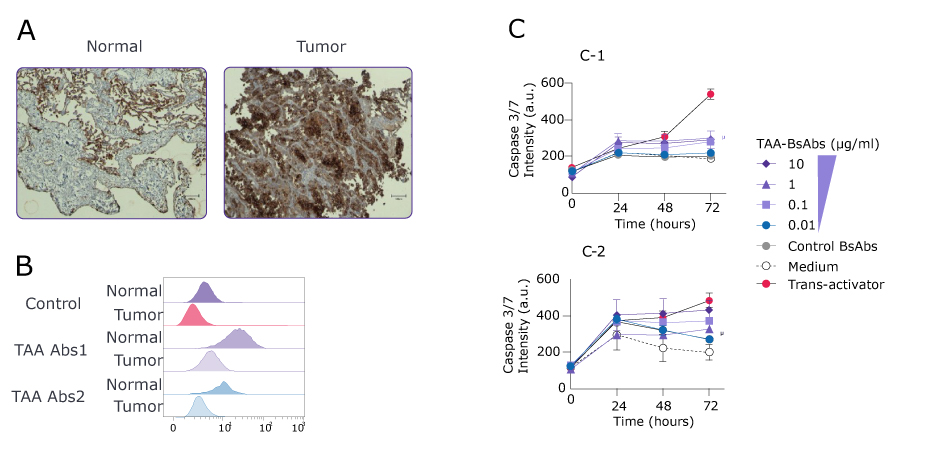 Bispecific antibody efficacy Data showing the efficacy of bispecific antibodies in PDO and PBMC-derived T cell co-cultures through microscopy images (top left), PDO model selection (bottom left), and Caspase 3/7 activity in normal PDOs/T cells vs tumor PDOs and t cells.