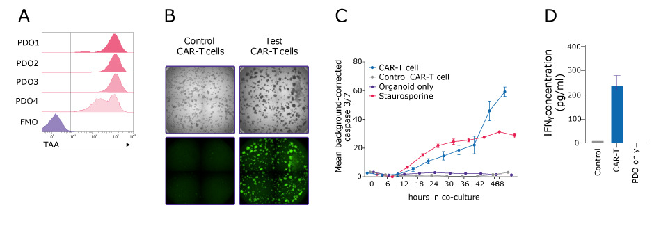 CAR-T cell testing workflow CAR-T cell workflow broken into steps beginning with PDO model selection, moving into imaging based quantification of organoid cell death, and lastly with cytokine analysis.