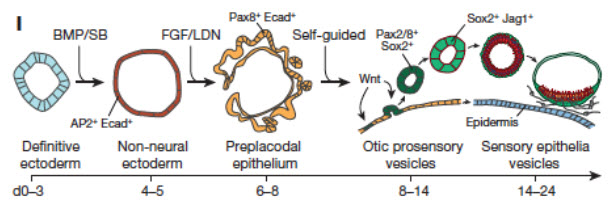 Graphic simplification illustrating the 3D differentiation of PSCs Graphic simplification illustrating the 3D differentiation of PSCs