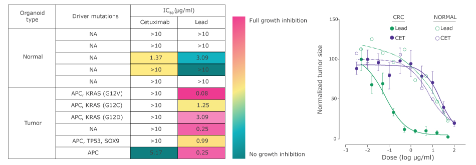 On the left a chart maps the organoid type, driver mutations, and IC50 of the lead antibody vs cetuximab, as well as the amount of organoid growth inhibition. On the right, a dose response curve showing normalized tumor size on the y axis and dose (log concentration) on the x axis. The lead antibody shows tumor grown inhibition (cell killing) at the lowest concentration. No cell death is seen on the normal organoid in the therapeutic window.