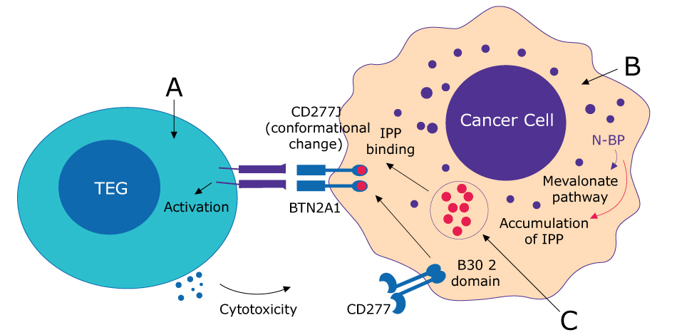 GDT002 mechanism of action Cartoon representation of the T cell interacting with the cancer cell showing GDT002 mechanism of action.