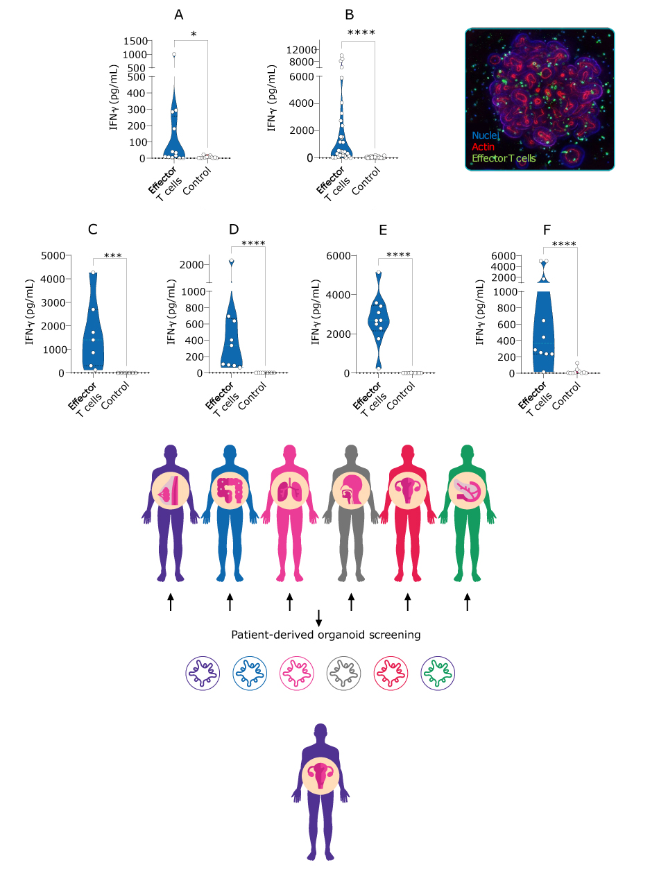 GDT002 reactivity Graphs at the top show the activity of GDT002 against different tumor types, with the bottom images showing cartoon representations of the tumor types it was screened against and react against.