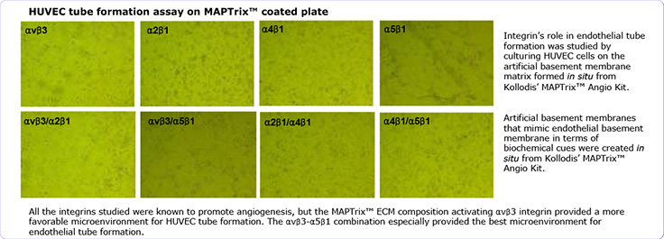 ECM Derived Peptides ECM Derived Peptides