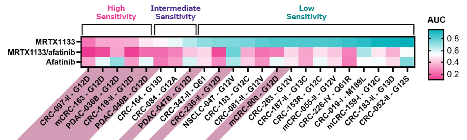 KRAS inhibitor efficacy A table of the dose response of various clinically relevant mutations versus MRTX1133 as monotherapy and in combination with Afatinib. High, intermediate, and low sensitivity are broken out and mutant PDOs are highlighted.