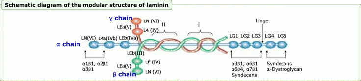 Lamanin Derived Peptide Lamanin Derived Peptide