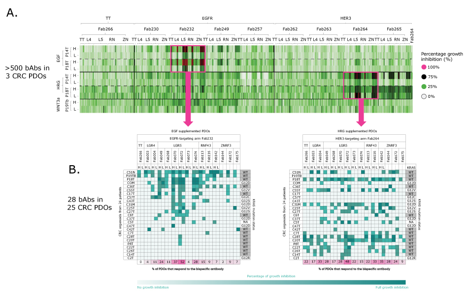 Top - heatmap for 500 bispecific antibodies in 3 CRC PDOs. Bottom - two separate heatmaps breaking out in more detail from the top heatmap indicating the top 28 bAbs that were then tested in 25 CRC PDOs for the secondary screen.