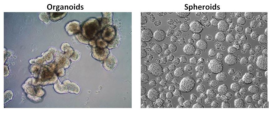 Organoids vs. Spheroids Organoids vs. Spheroids