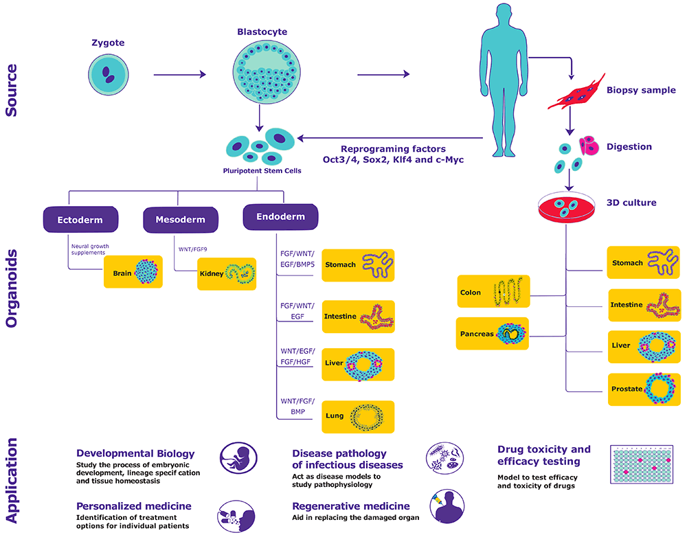 Organoids generation from primary tissues and pluripotent stem cells and their applications Organoids generation from primary tissues and pluripotent stem cells and their applications