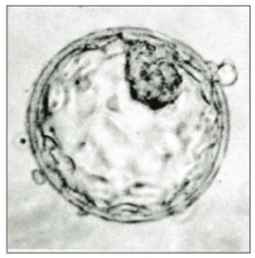 3D Pluripotent Stem Cells 3D Pluripotent Stem Cells