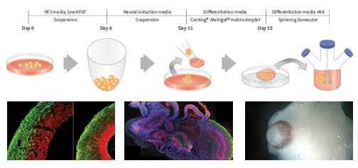 Description of cerebral organoid culture system.