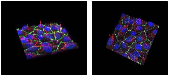 Create a 3D kidney nephrotoxicity model on the AIM Biotech 3D cell culture chip Renal proximal tubule epithelial cell line SA7K forms a polarized, tight barrier on the AIM Biotech chip.
