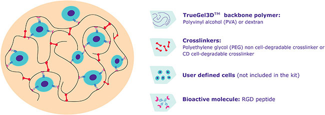 TrueGel3D™技术 TrueGel3D™技术