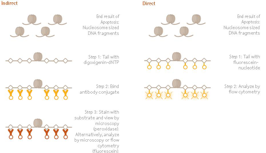 The ApopTag™ family of apoptosis kits examine DNA fragmentation by the TUNEL assay