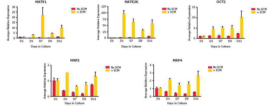 Enhanced gene expression in the presence of ECM overlay. Enhanced gene expression in the presence of ECM overlay. Gene expression analysis by qRT-PCR showed increases of up to 20X for MATE1, 100X for MATE2K, 10X for OCT2, 1.5X for MRP2 and 3X for MRP4 transporters over the course of incubations up to 11 days.