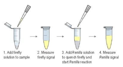 Assay Steps Assay Steps