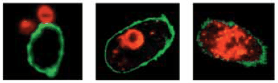 confocal 吞噬作用的共聚焦分析