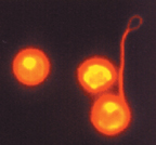 Mouse Hematopoietic Stem Cells Mouse Hematopoietic Stem Cells