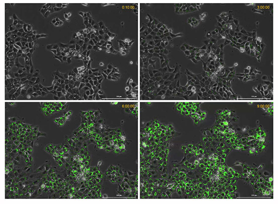 Microsoft Word - Apoptosis Hypoxia Tech Article Nick Time course of hypoxia in live cancer cells.