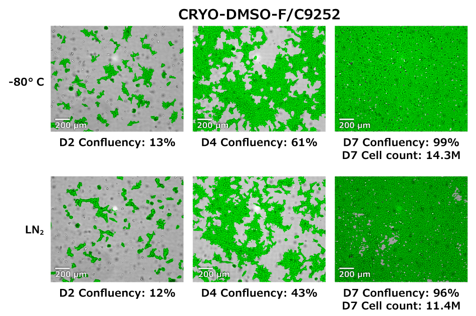 Cell Confluency HEK 293 Cells Cell confluency for HEK293 cells at 2-, 4-, and 7- days post-seeding taken with the Millicell® DCI Digital Cell Imager.