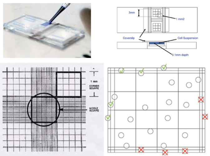 These images include a diagram of the setup, a hand-drawn representation of the counting grid, and a playful representation of the grid as a game board. The OCR text indicates measurements and labels relevant to the hemocytometer chamber and grid.
