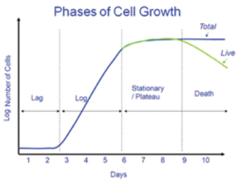 Phases of Cell Growth Phases of Cell Growth