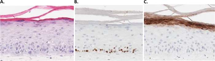 3D human skin models can be used as an alternative to animal testing for the cosmetics industry. 3D human skin models can be used as an alternative to animal testing for the cosmetics industry.