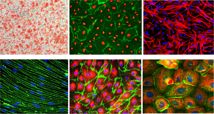 Examples of commonly used primary cells used in biomedical research. Examples of commonly used primary cells used in biomedical research.