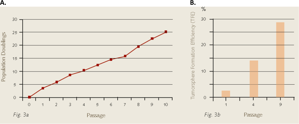 Population doublings and tumor formation efficiencies of MCF-7 breast cancer cells during 3D mammosphere culture.