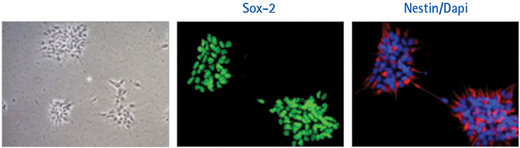 ENStem™-A neural progenitor cells grown for 3 passages in HumanKine®