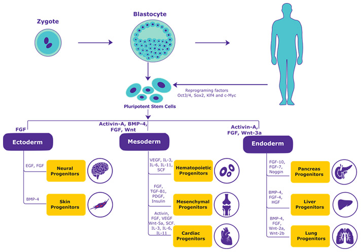 Stem Cell differentiation