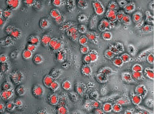 Hematopoietic Stem and Immune Cell Culture Human Macrophages