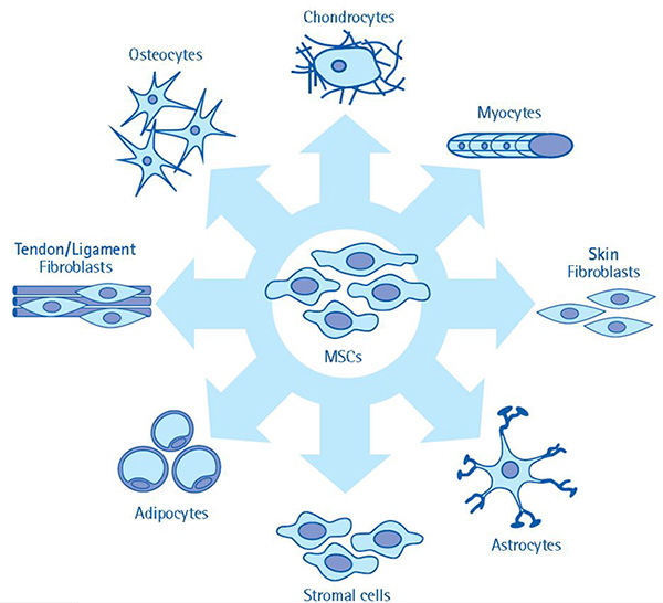 The multi-lineage differentiation potential of mesenchymal stem cells. MSC cultures have the multi-lineage capacity to differentiate towards a variety of cell types. Given the ability of MSCs to give rise to a number of cell types, these cells are highly attractive models for investigation, especially in regenerative medicine applications. The multi-lineage differentiation potential of mesenchymal stem cells. MSC cultures have the multi-lineage capacity to differentiate towards a variety of cell types. Given the ability of MSCs to give rise to a number of cell types, these cells are highly attractive models for investigation, especially in regenerative medicine applications.