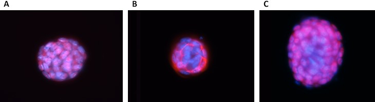 Prolonged pluripotent culture