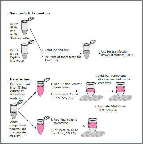 Nanoparticle formation Nanoparticle formation