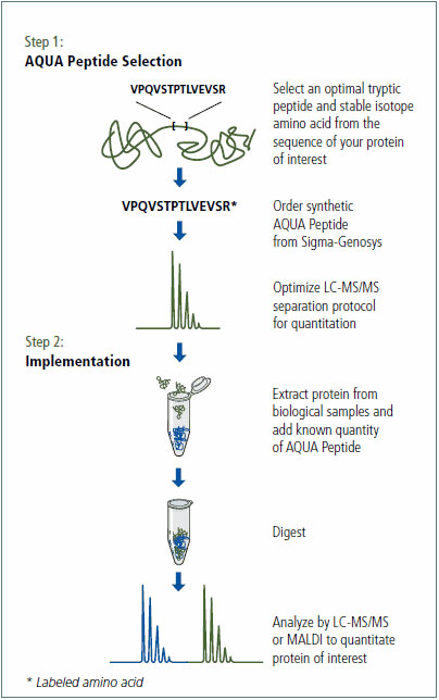 Overview of the Protein-AQUA method Overview of the Protein-AQUA method